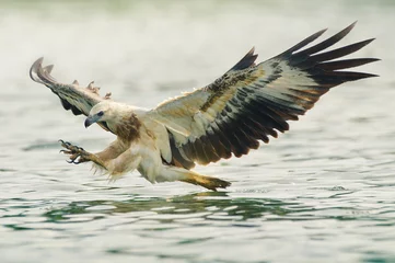 Photo sur Plexiglas Aigle l& 39 aigle de mer a déployé ses ailes prêt à attaquer sa proie