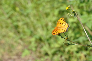 ツマグロヒョウモン
