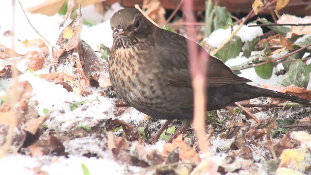 bird eat food dead plants in snow