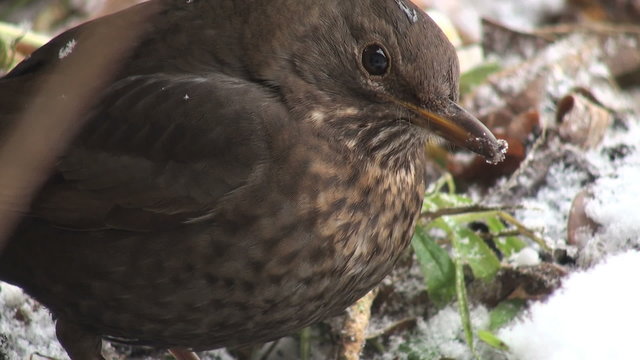 bird eat food dead plants in snow