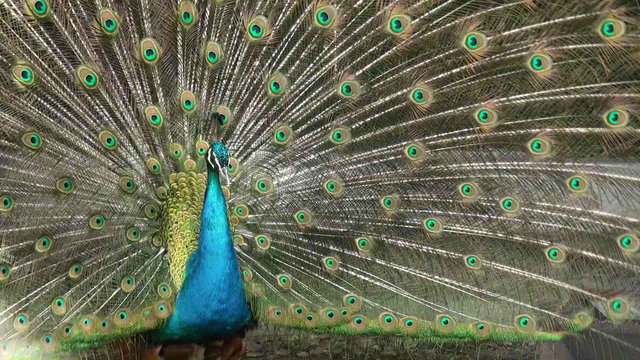 peacock opening