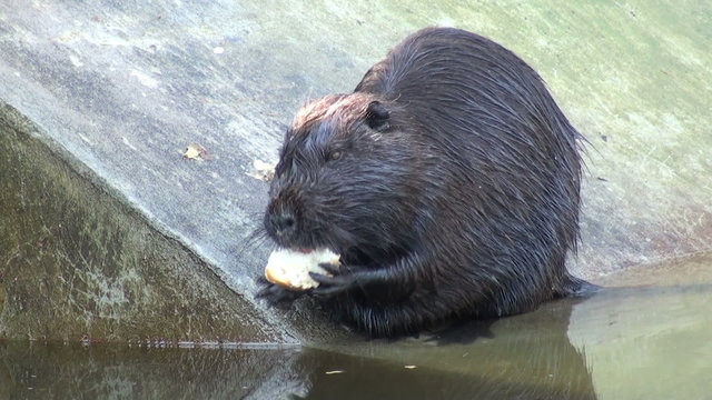 castor eating