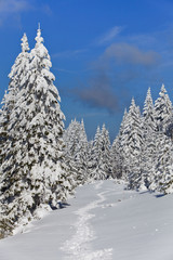 forest with pines in winter