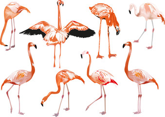 Obraz premium set of eight pink flamingo on white