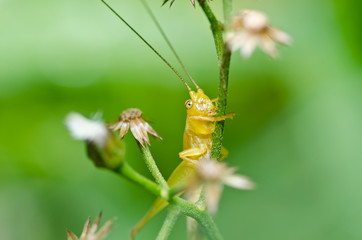 grasshopper in green nature