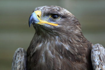 Aquila chrysaetos