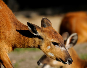 Bongo