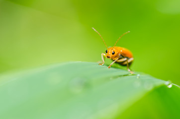 Fototapeta na wymiar orange beetle in green nature