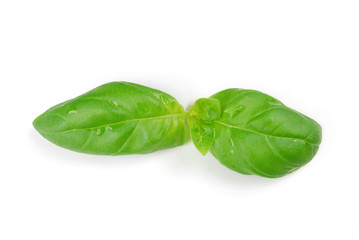 Grüne Blätter Basilikum auf weißem Hintergrund
