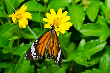 butterfly in green nature
