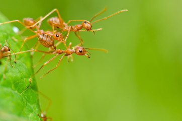 red ant in green nature