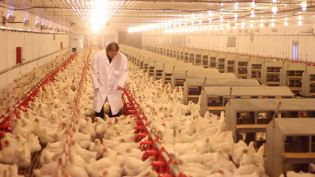 Farmer working on chicken farm