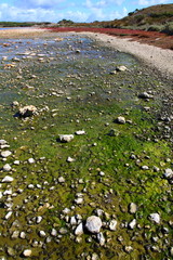 Rottnest island in Australia