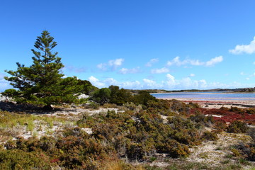 Fototapeta na wymiar Rottnest island in Australia