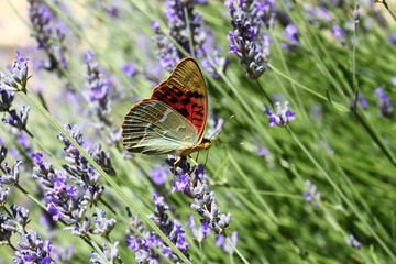 Beautiful Butterfly sitting on lavender plants