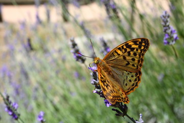 Beautiful Butterfly sitting on lavender plants