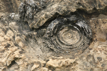 Trace of Organo sedimentary structure in a rock, Salkhan