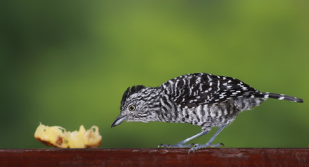 Männlicher Binden-Ameisenwürger, Tobago