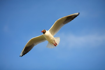 Gull against the clear blue sky