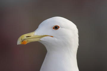 Portrait of a seagull is very