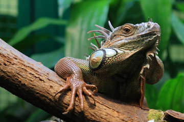 iguana in a dragon year