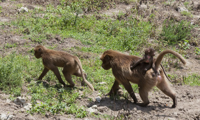 Gelada Baboons family walking