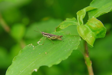 It is one kind of Thai Grasshopper