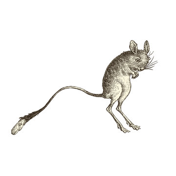 1 412 Best Souris Animal Images Stock Photos Vectors Adobe Stock 1 412 Best Souris Animal Images Stock Photos Vectors Adobe Stock