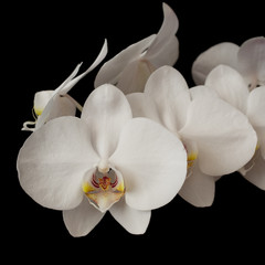 white orchid phalaenopsis on dark