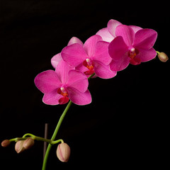 Fototapeta premium purple orchid phaleanopsis on dark