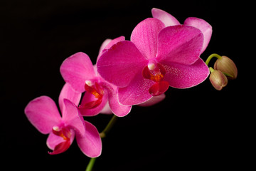 Fototapeta na wymiar purple orchid phaleanopsis on dark