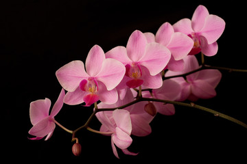 pink orchid phaleanopsis on dark