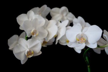 white orchid phaleanopsis on dark