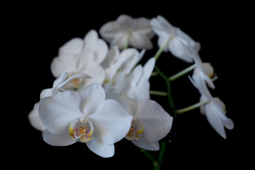 Naklejka na ściany i meble white orchid phaleanopsis on dark