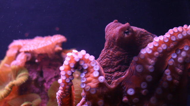 Small octopus moves in an aquarium