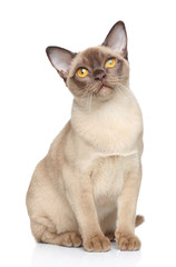 Burmese cat