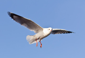 seagull flying on blue sky