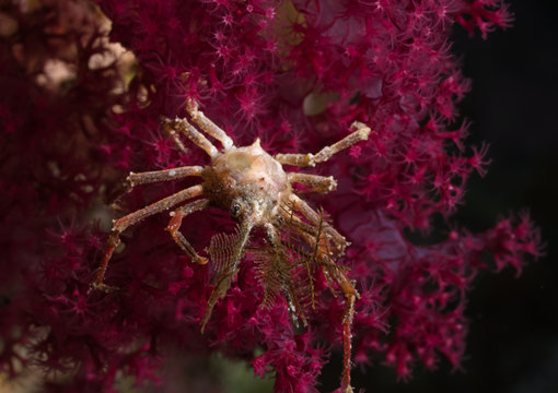Decorator crab on soft coral