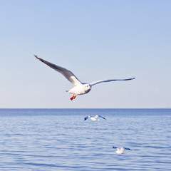 Fototapeta na wymiar seagull flying on blue sky