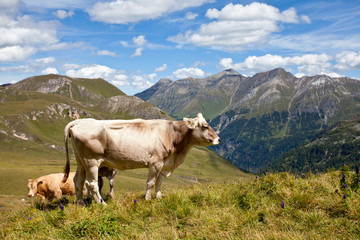 Fototapeta na wymiar Alpine cows.