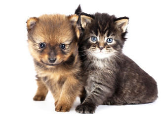 puppy  spitz-dog and kitten