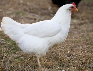Posing chicken
