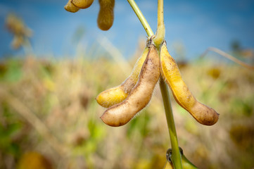 ripe soybeans