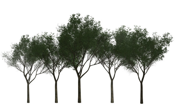 A Group of Trees isolated on white