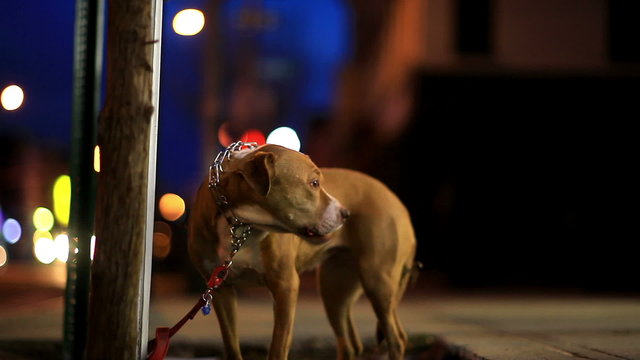 Sad Dog Waits in the Cold for Owner