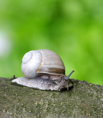 snail