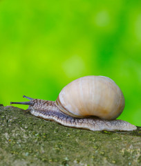 snail