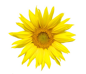 Yellow sunflower
