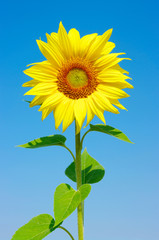 Naklejka premium sunflowers