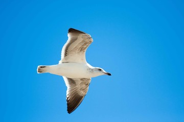 flying seagull